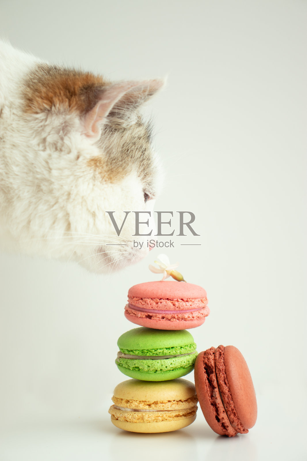 猫在白色背景上嗅通心粉照片摄影图片
