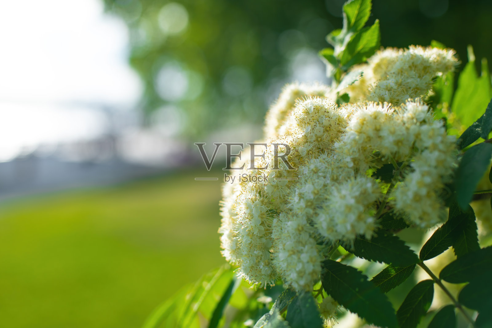 开白花的树枝照片摄影图片
