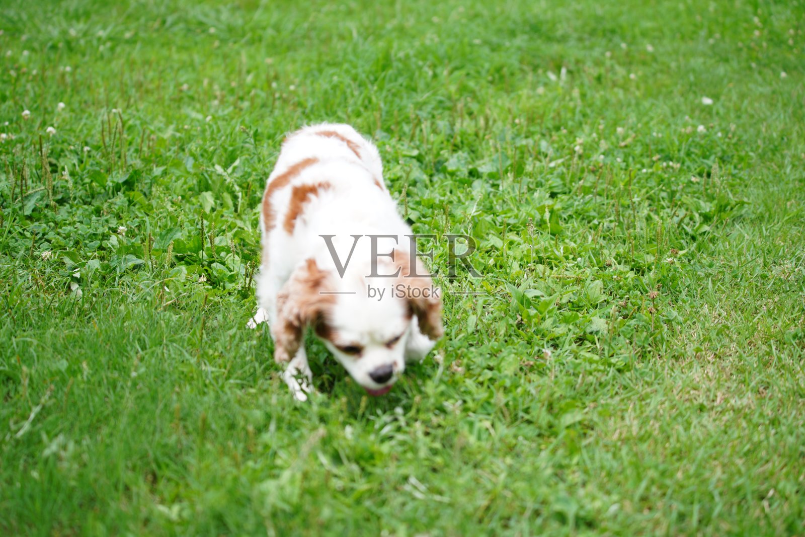 查理士王小猎犬和主人一起散步照片摄影图片