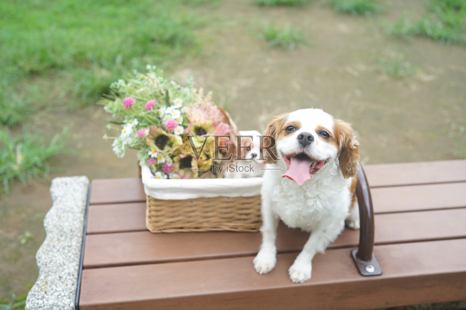 查理士王小猎犬和主人一起散步照片摄影图片