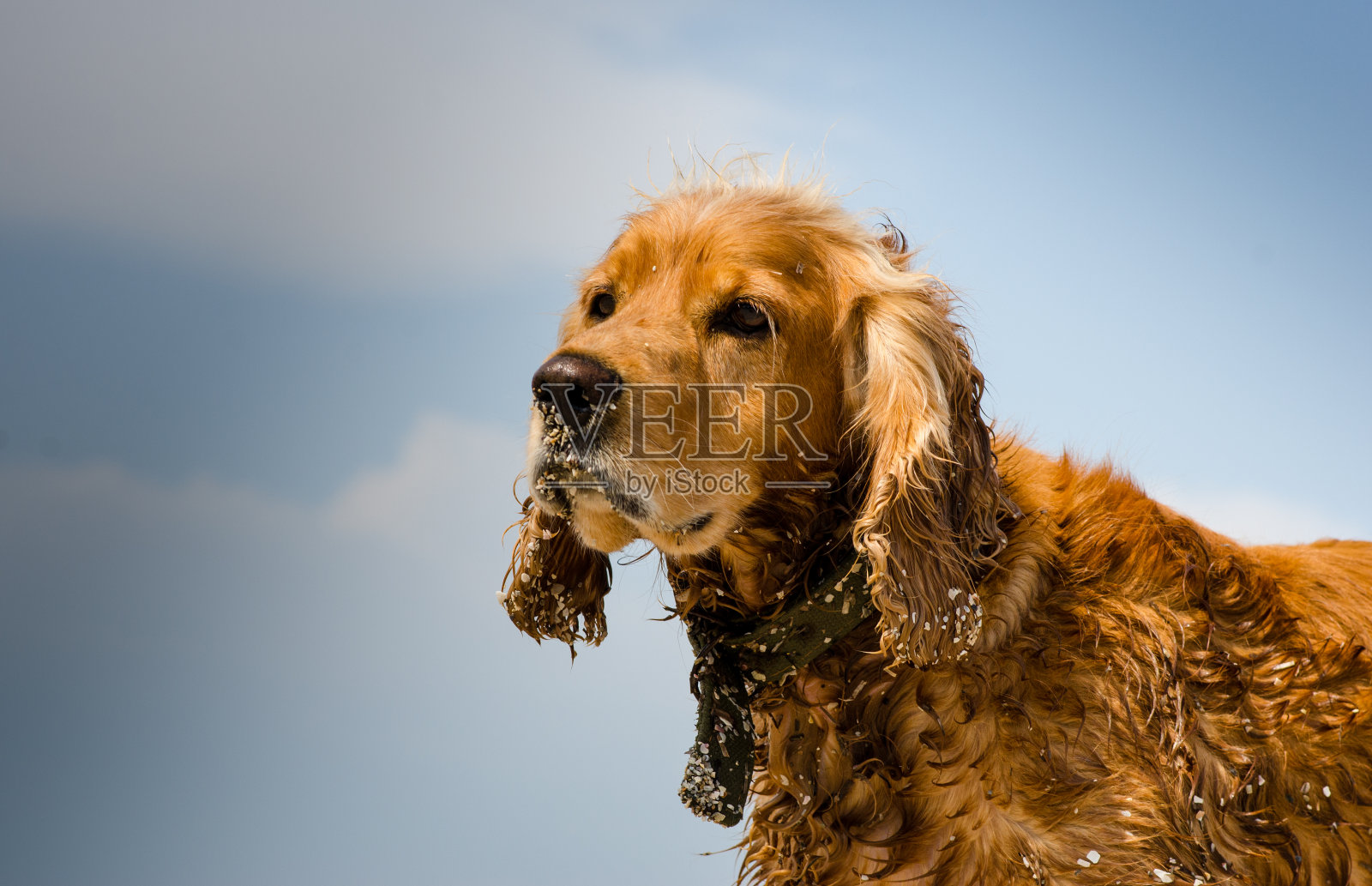 浅肉桂色的西班牙猎犬在海里游泳后，衬着蓝天照片摄影图片