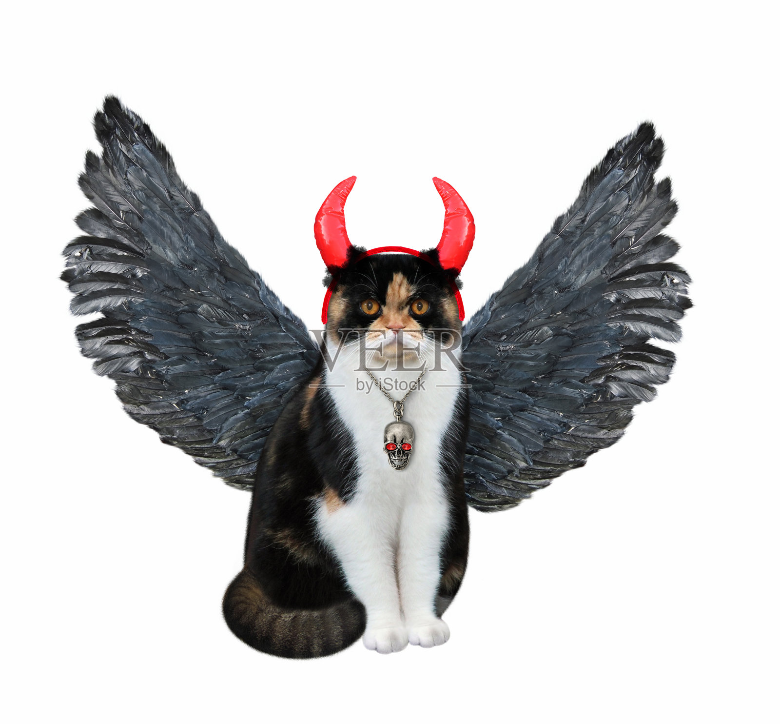 猫的角上长着鸟的翅膀照片摄影图片