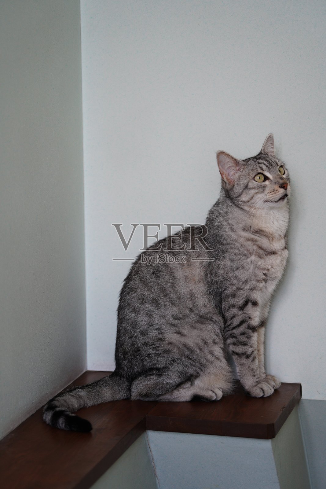 家里养的埃及猫照片摄影图片