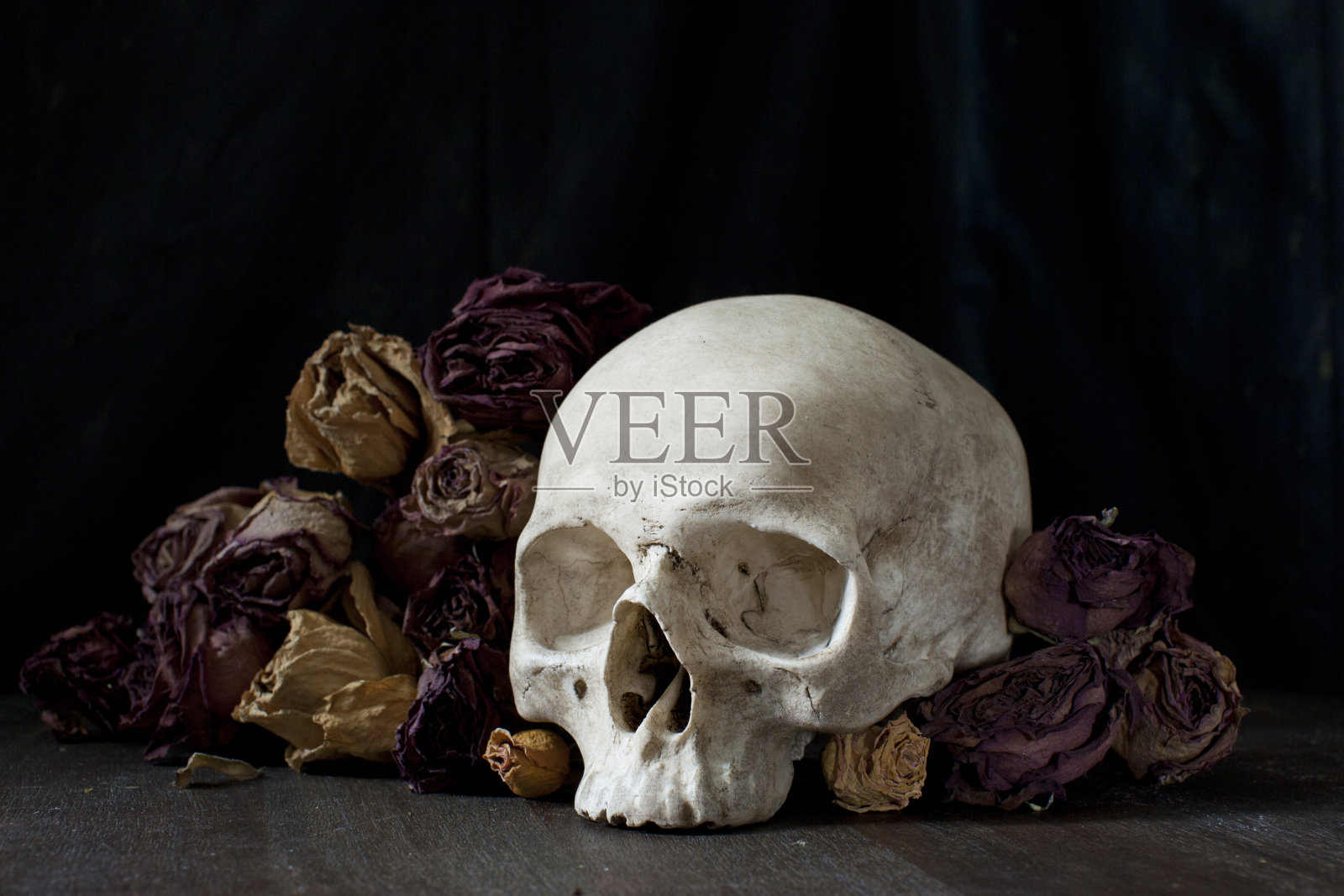 干花和头骨照片摄影图片
