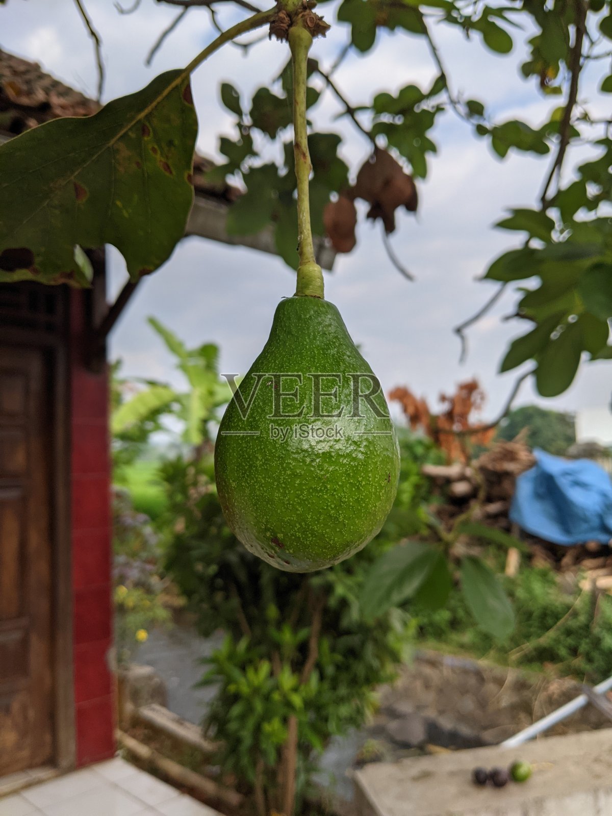 鳄梨的图片，鳄梨的学名是美洲鳄梨照片摄影图片