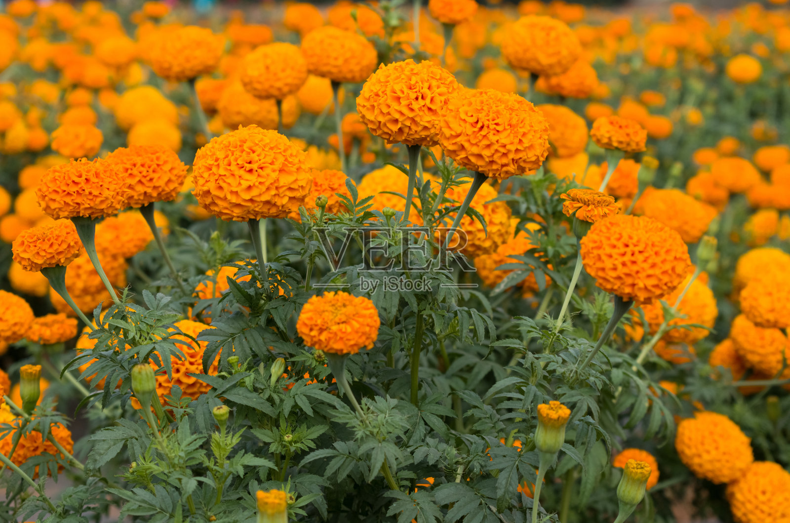 在阳光明媚的日子里，一张充满活力的橙色万寿菊的美丽照片照片摄影图片