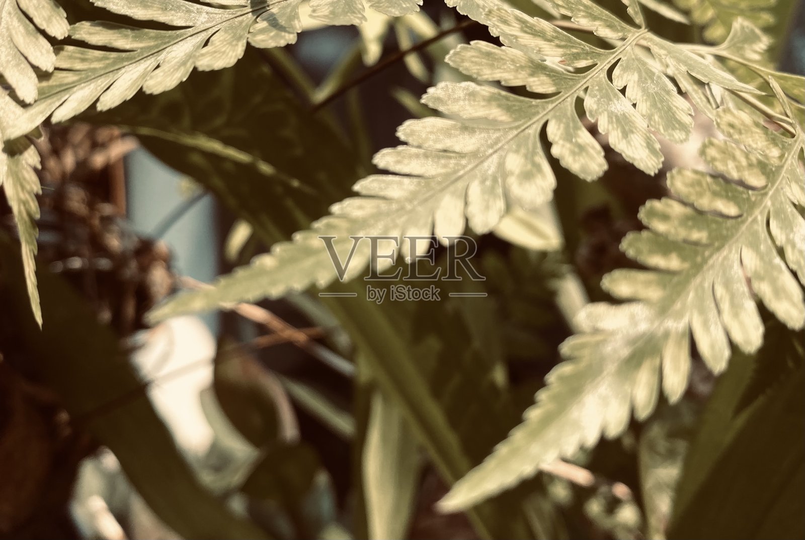 阳光下的蕨类植物照片摄影图片