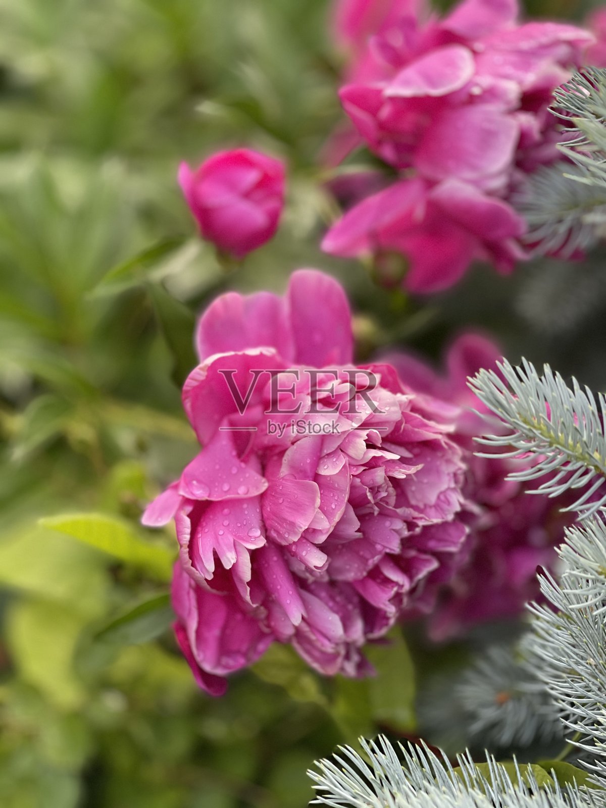 牡丹照片摄影图片
