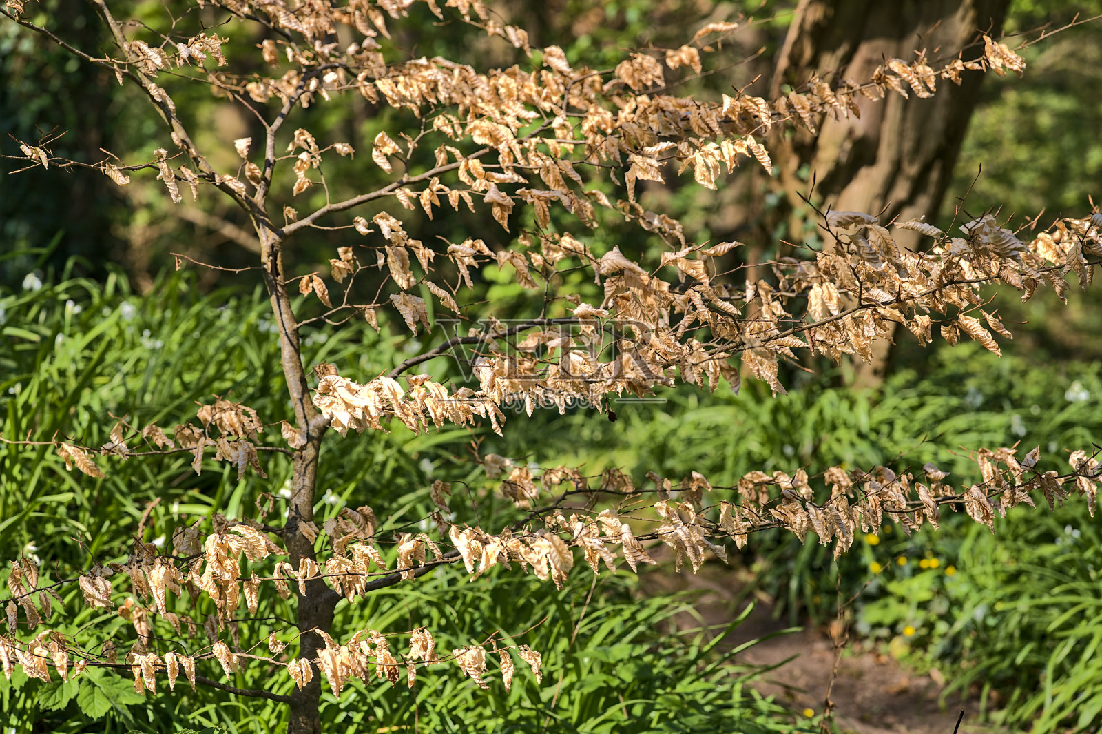 美丽的特写，春天黄色的枯叶小病角木(鹅耳枥)树，都柏林，爱尔兰。树的疾病照片摄影图片