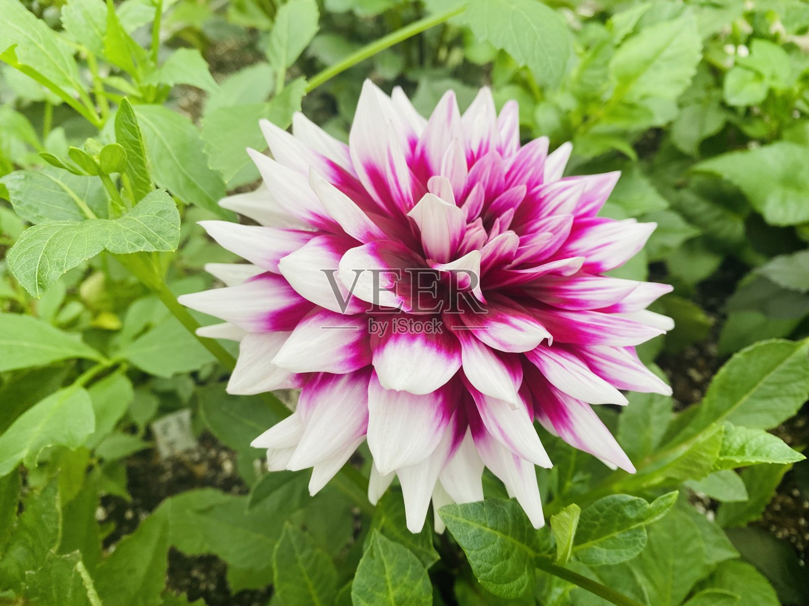 花照片摄影图片