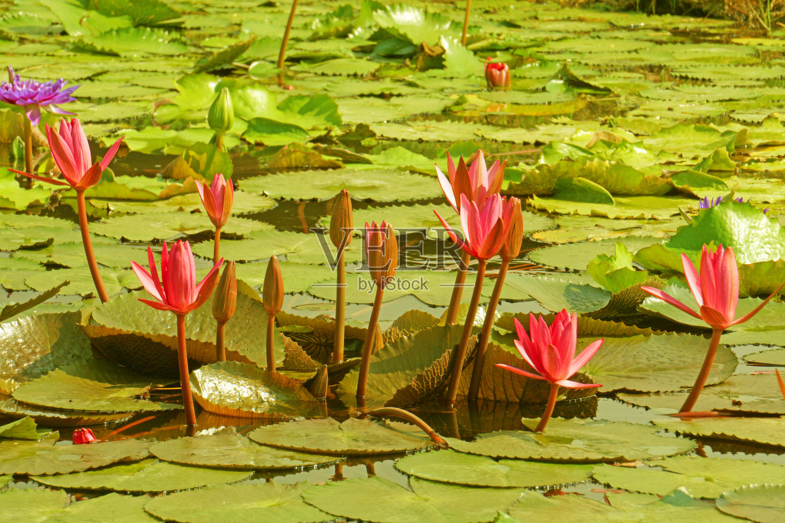 新鲜盛开的粉红睡莲或莲花湖上的粉红莲花-公园花园概念中美丽的花朵自然背景照片摄影图片