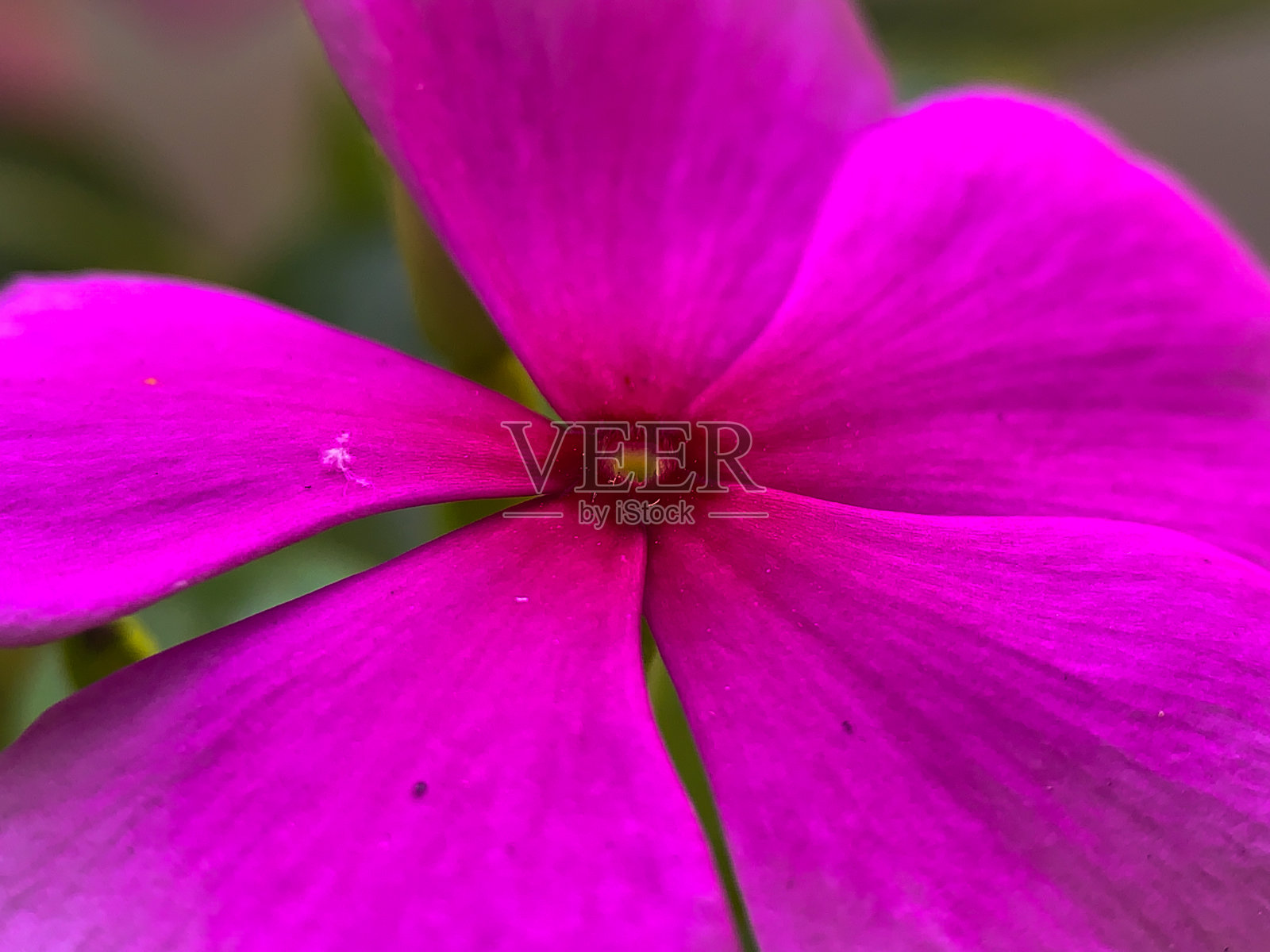 Catharanthus Roseus也叫照片摄影图片