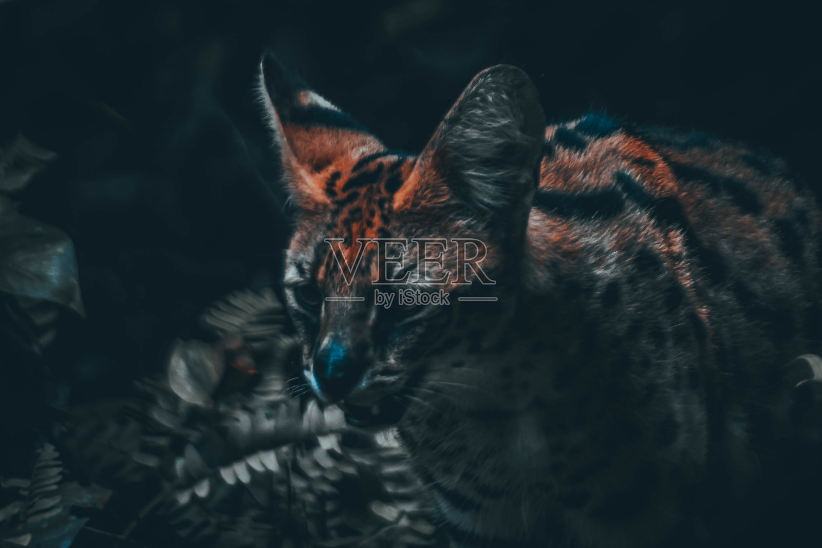 薮猫，也被称为Tierboskat或Leptailurus薮猫，是一种生活在非洲的野猫照片摄影图片