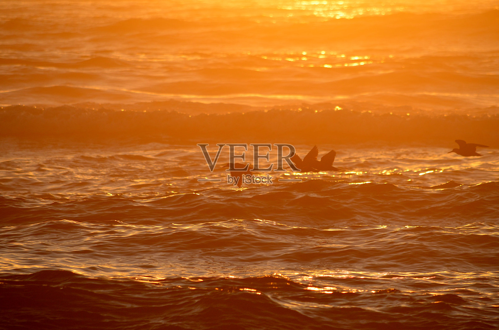 鸟类在飞行中照片摄影图片