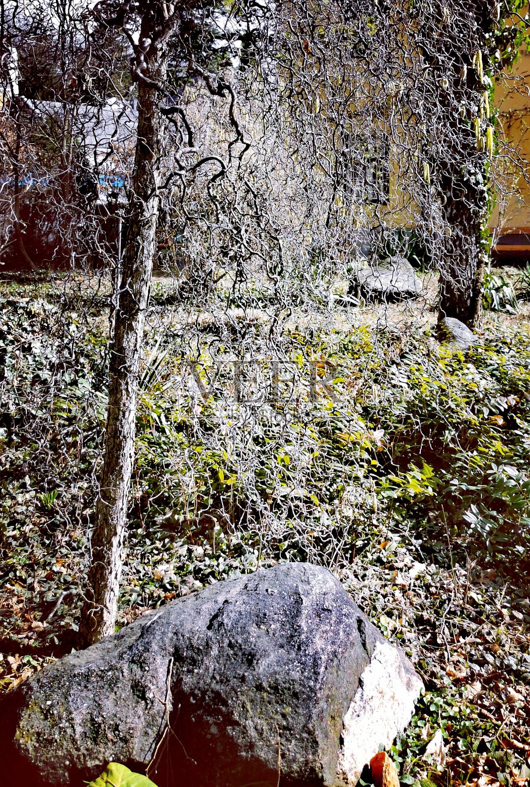 维也纳，Pötzleinsdorfer Schlosspark，春天的觉醒，一棵棵大树，强烈地分枝照片摄影图片