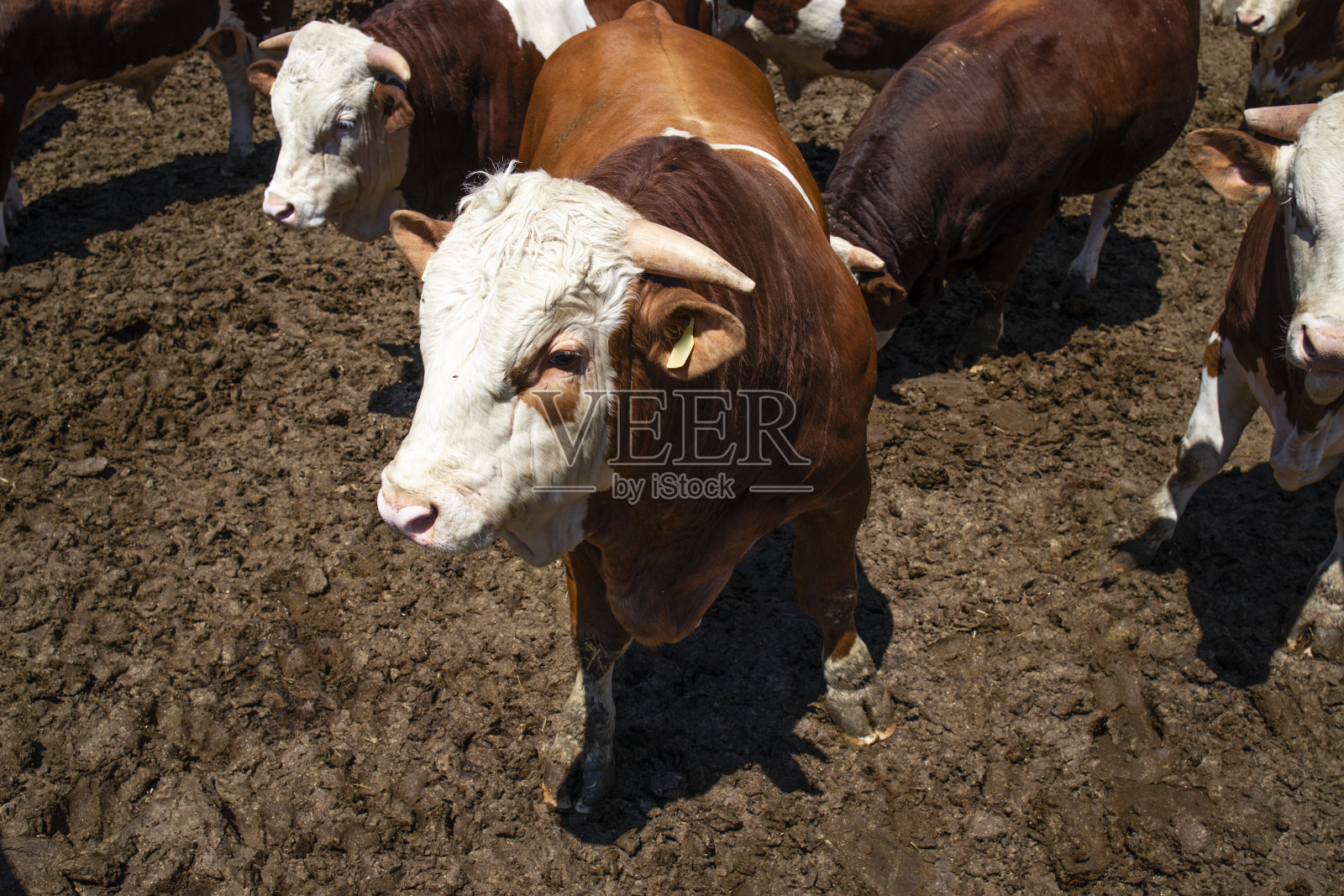 有机农场用于肉类生产的强壮强壮的公牛家畜。照片摄影图片