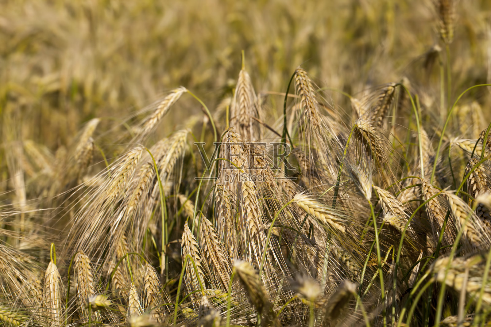 农田里成熟的黄色黑麦照片摄影图片