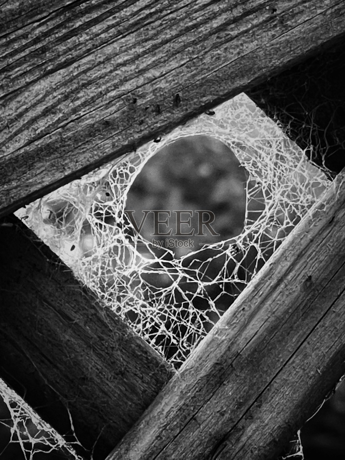 美丽的蜘蛛网照片摄影图片