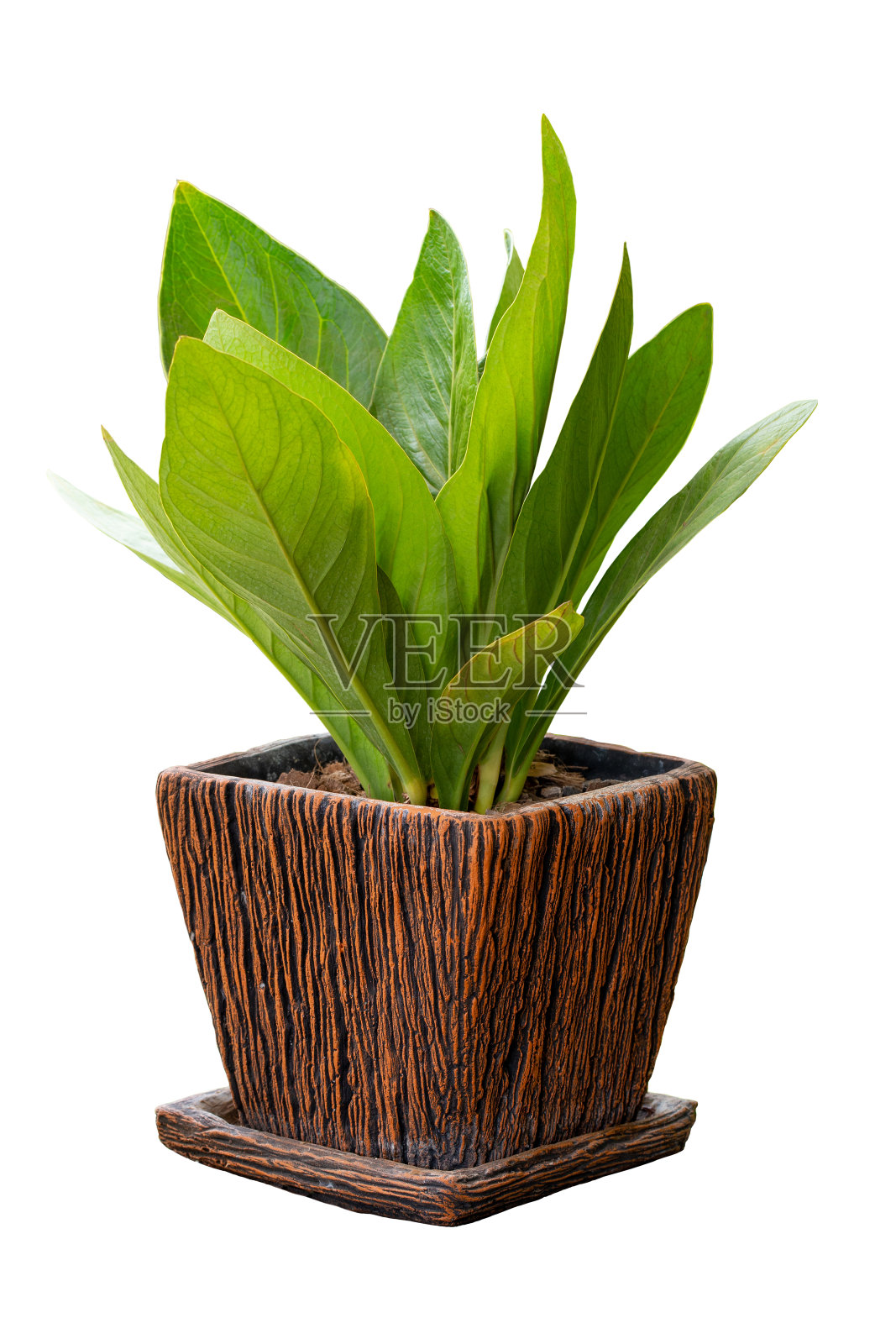 室内盆栽植物隔离在白色背景上。照片摄影图片