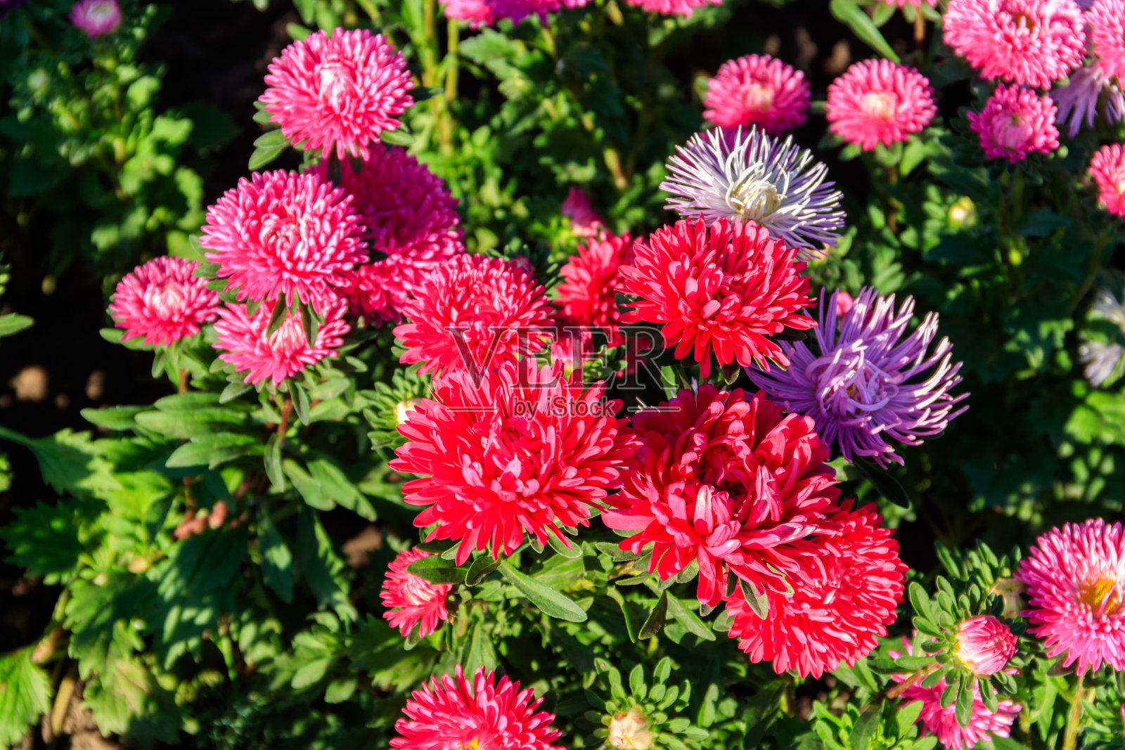 花园里花坛上五颜六色的紫苑照片摄影图片