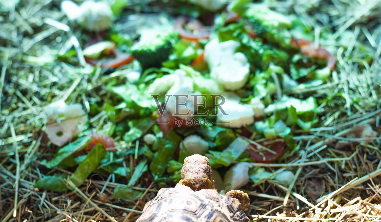 小非洲龟看着一大堆蔬菜，可以选择生菜、花椰菜、西红柿和花椰菜。照片摄影图片