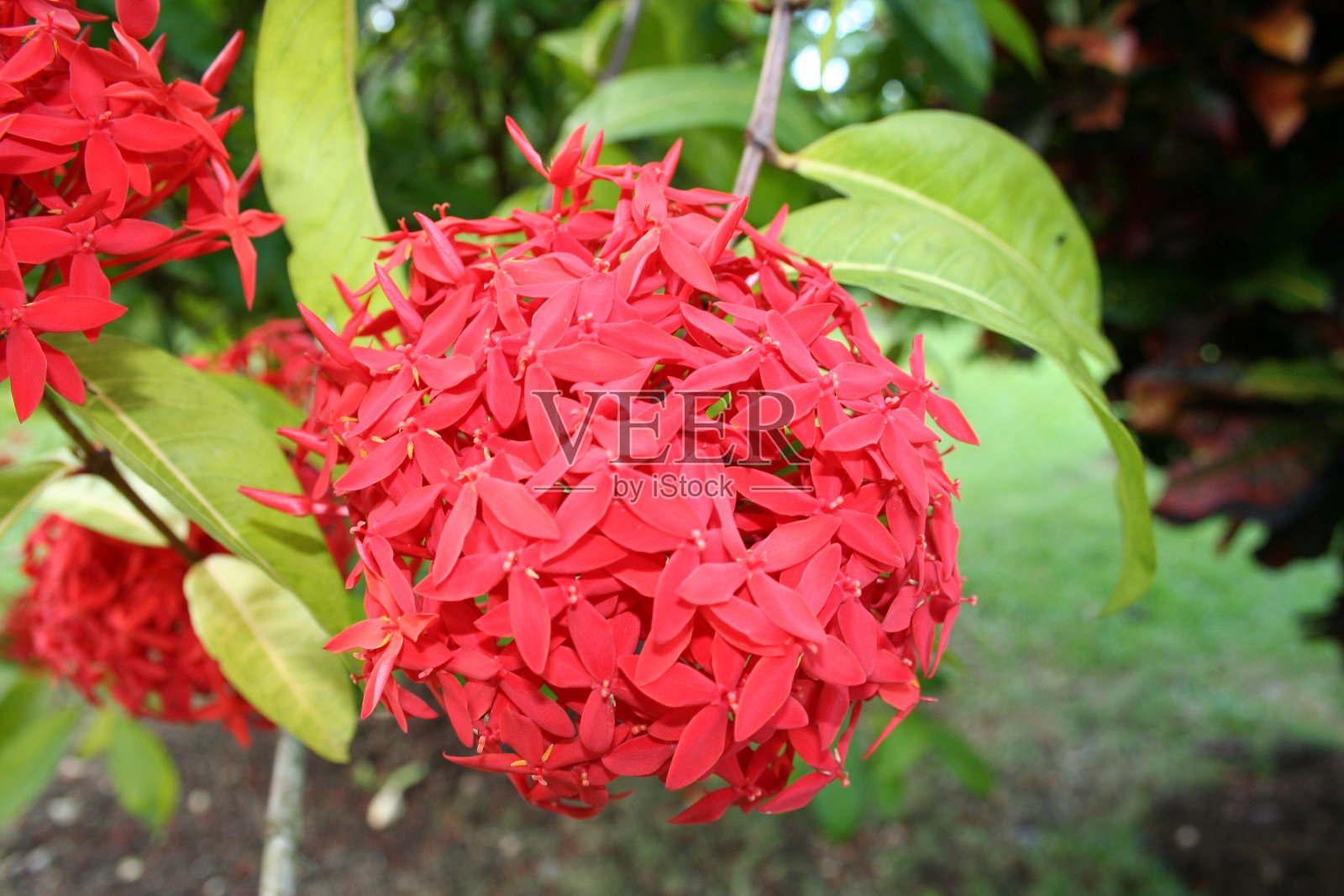 红色的花照片摄影图片