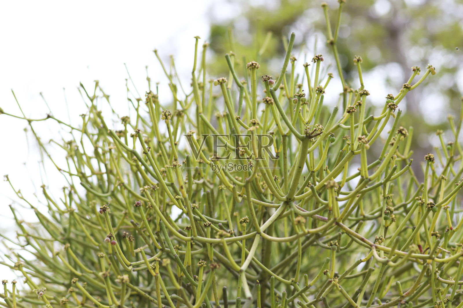 铅笔树或火棒照片摄影图片