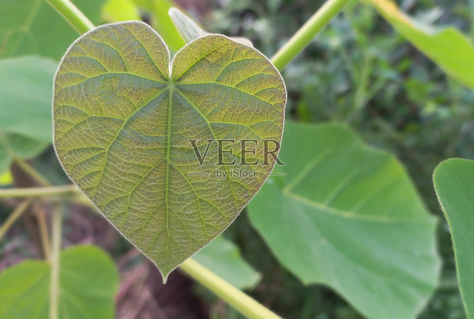 花园中的泡桐树叶呈心形照片摄影图片