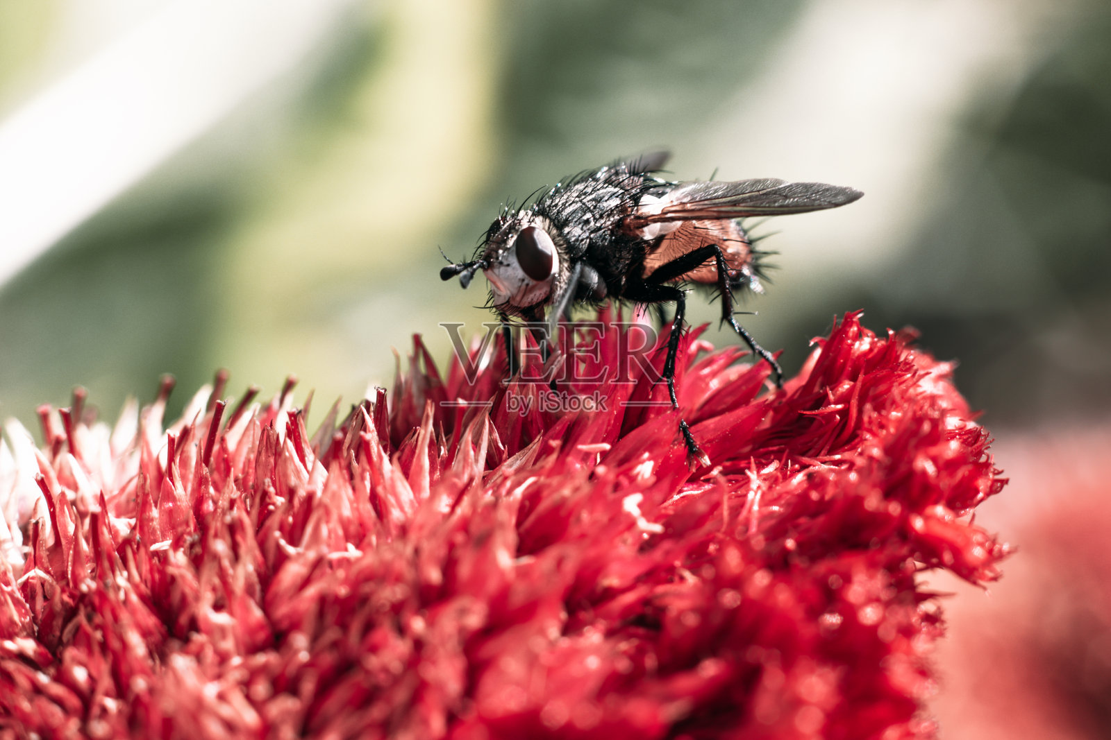 飞在花照片摄影图片