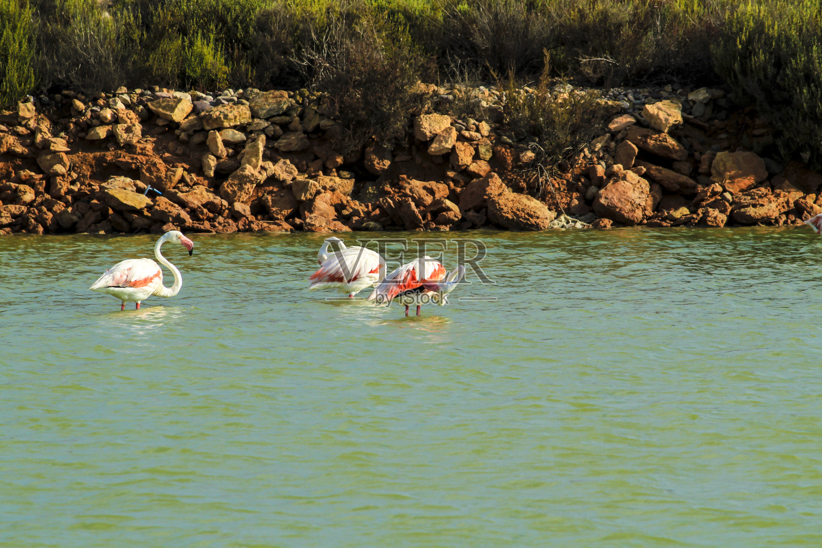 圣佩德罗德尔皮纳塔尔湿地的火烈鸟照片摄影图片