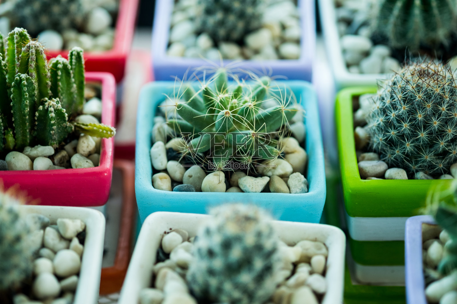一群迷你仙人掌在仙人掌农场的花盆里照片摄影图片