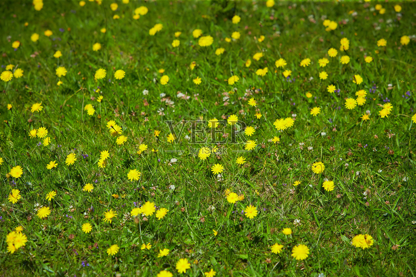 田野里黄色的蒲公英。照片摄影图片