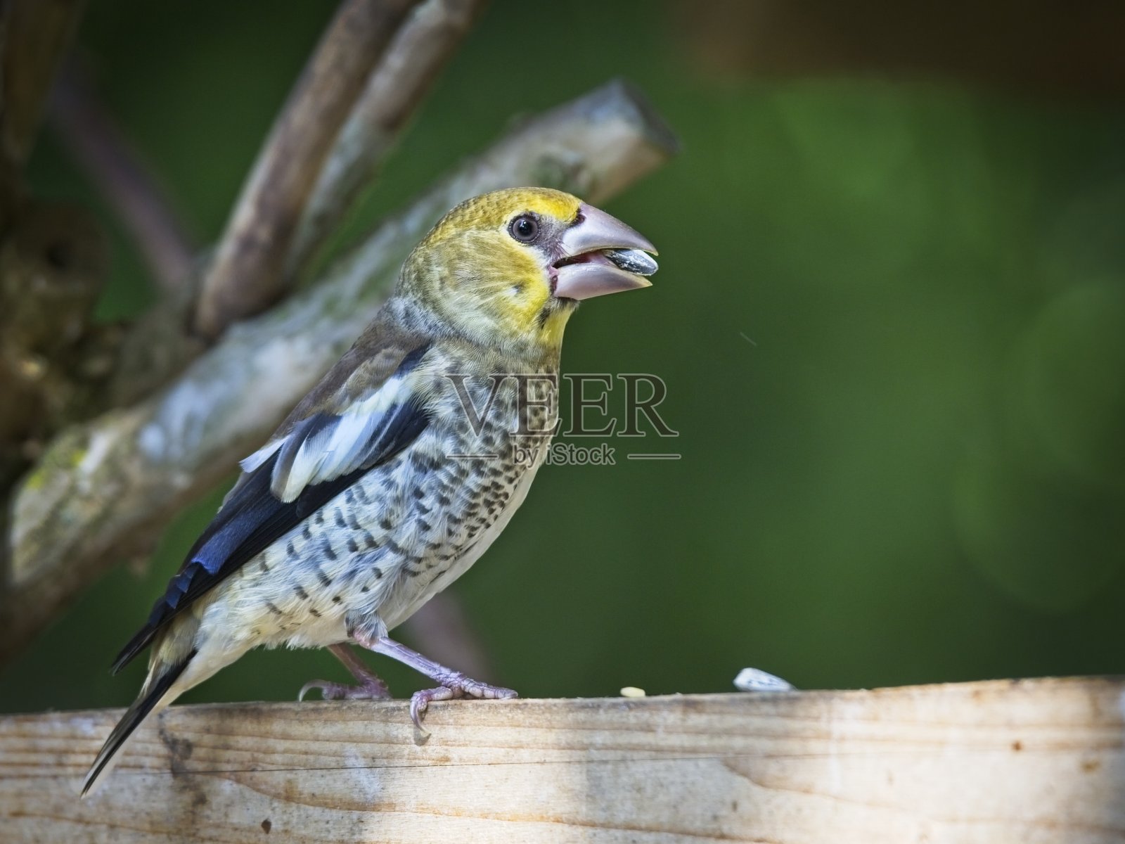 核心的小孩子,青少年照片摄影图片