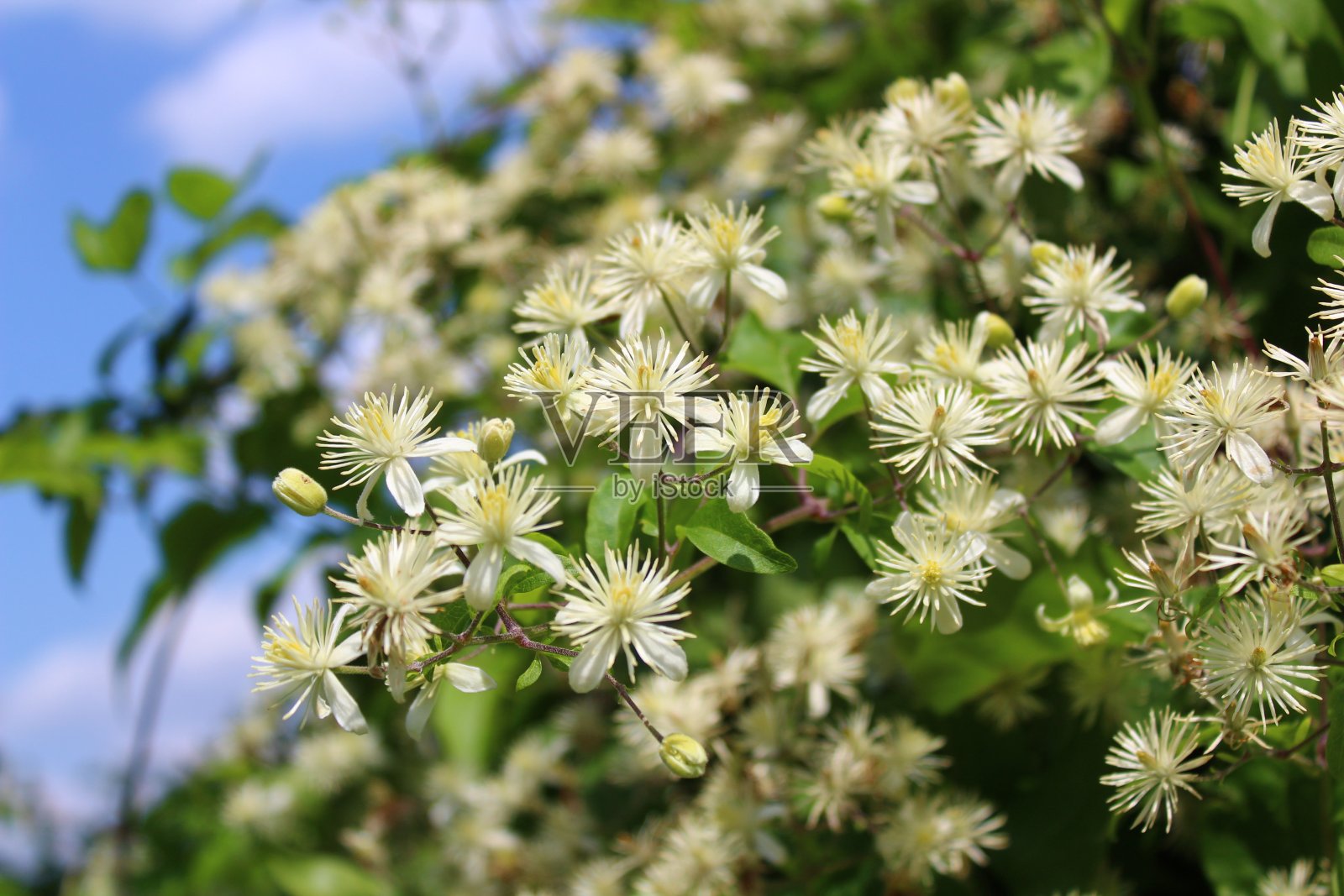 老人的胡子在夏天照片摄影图片