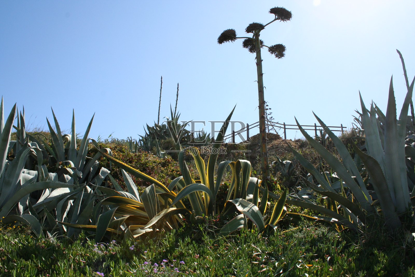 蓝天下的田野风景照片摄影图片