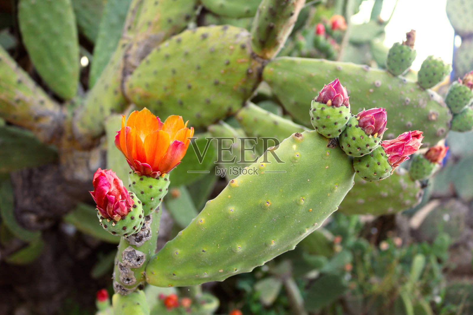 多刺的梨仙人掌，粉红色和橙色的花朵盛开-美丽的壁纸特写照片摄影图片