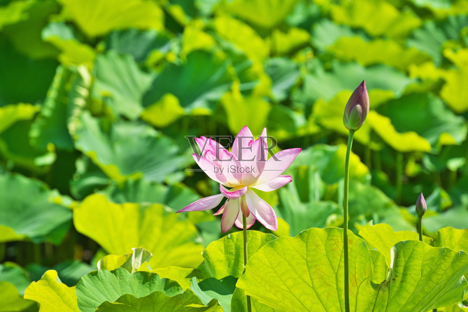 荷花照片摄影图片