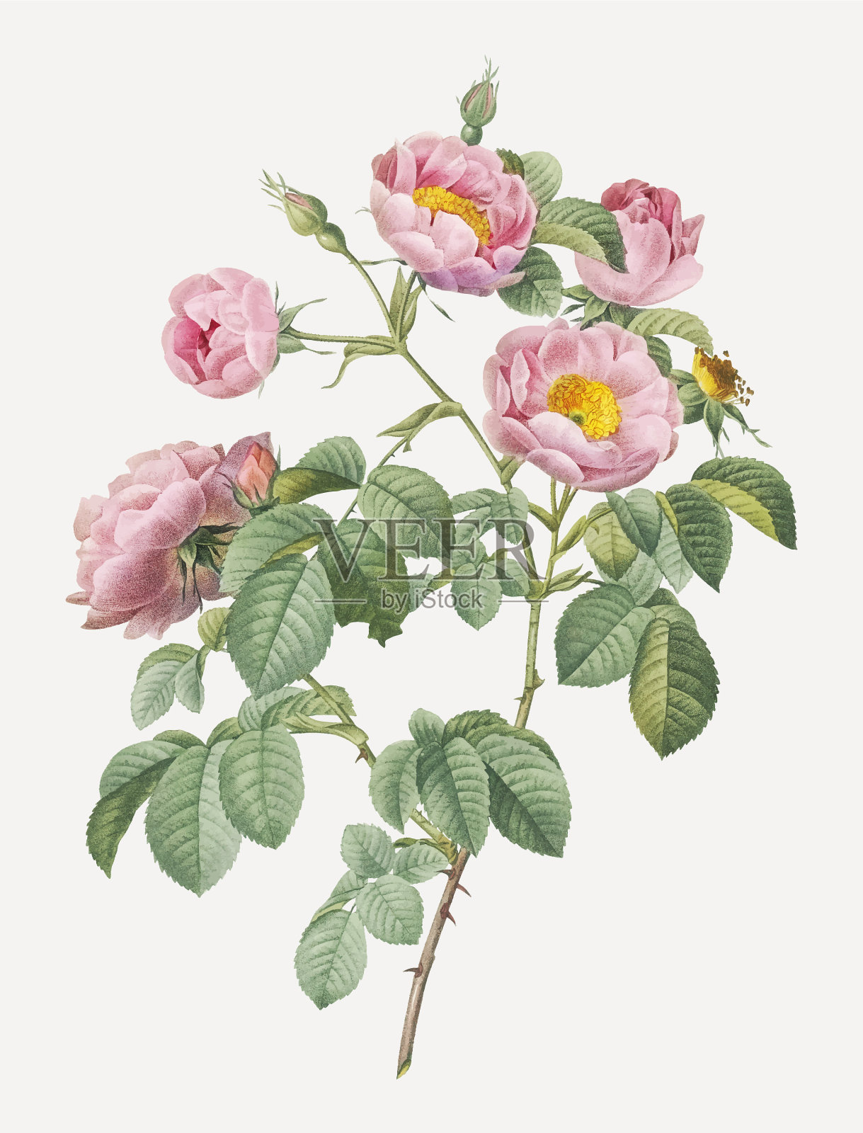 粉红玫瑰盛开插画图片素材