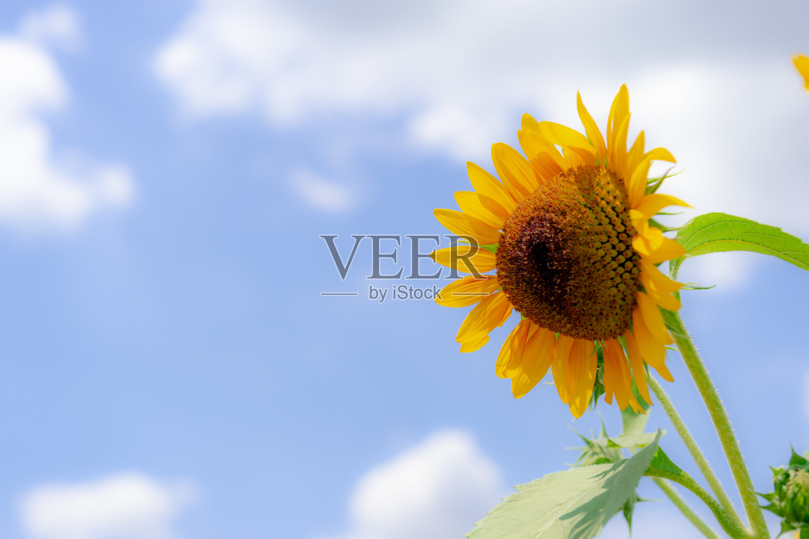 东京武藏村山市盛开着许多向日葵。照片摄影图片