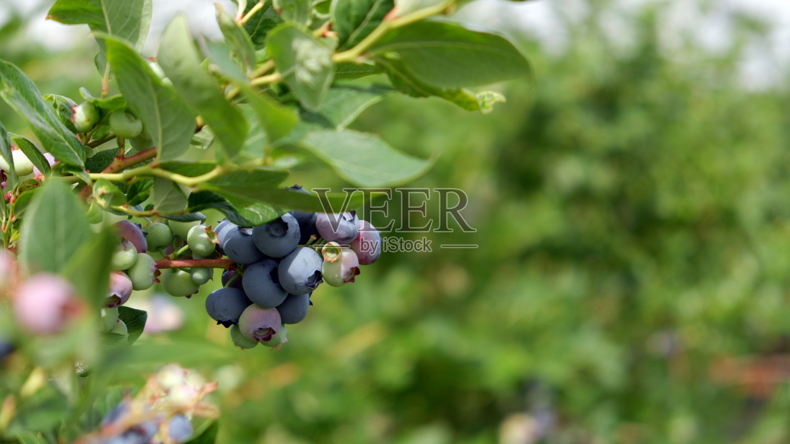 户外种植园里成熟和未成熟的蓝莓照片摄影图片