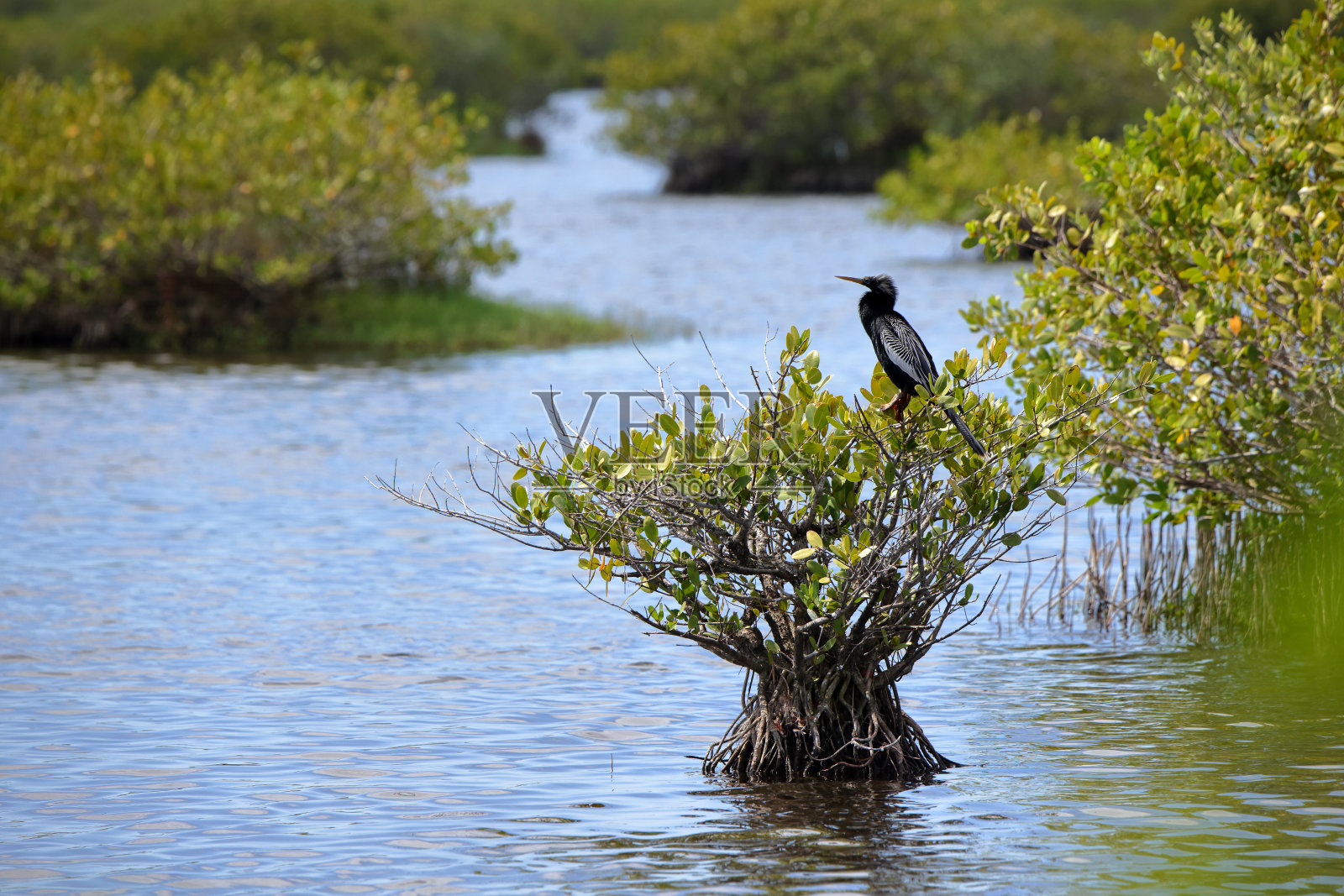 一只蛇鸟栖息在红树林沼泽中的一棵红树林植物上照片摄影图片