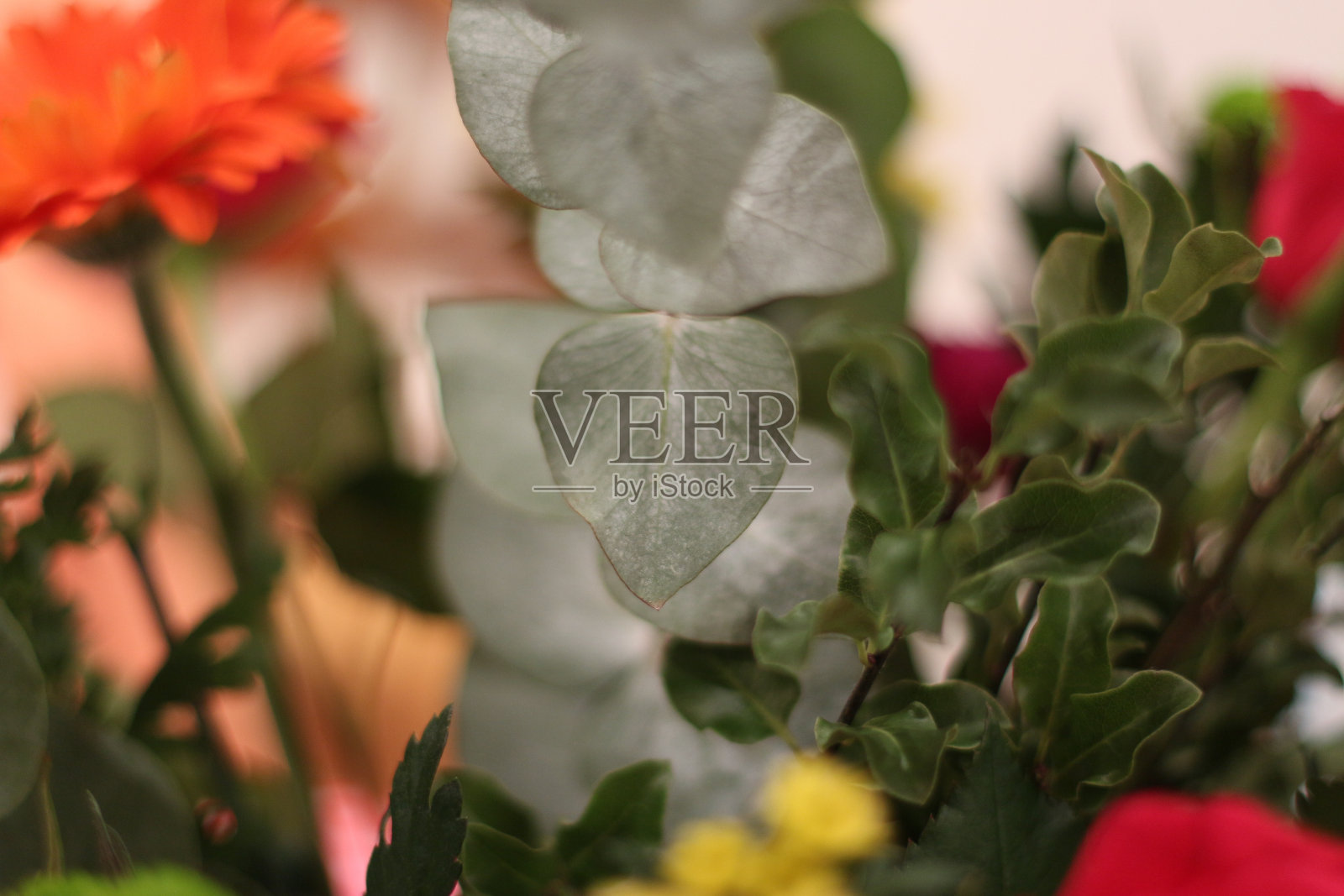 美丽的夏花在花园里令人眼花缭乱照片摄影图片