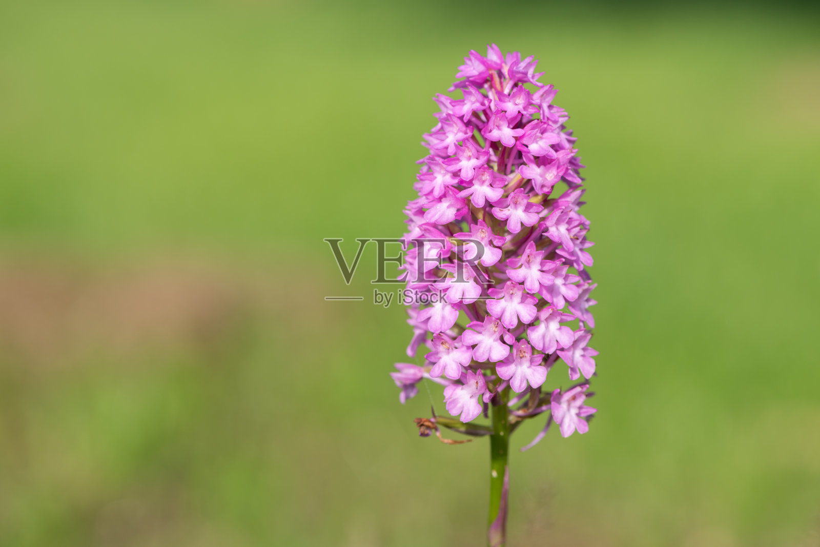 锥体兰照片摄影图片