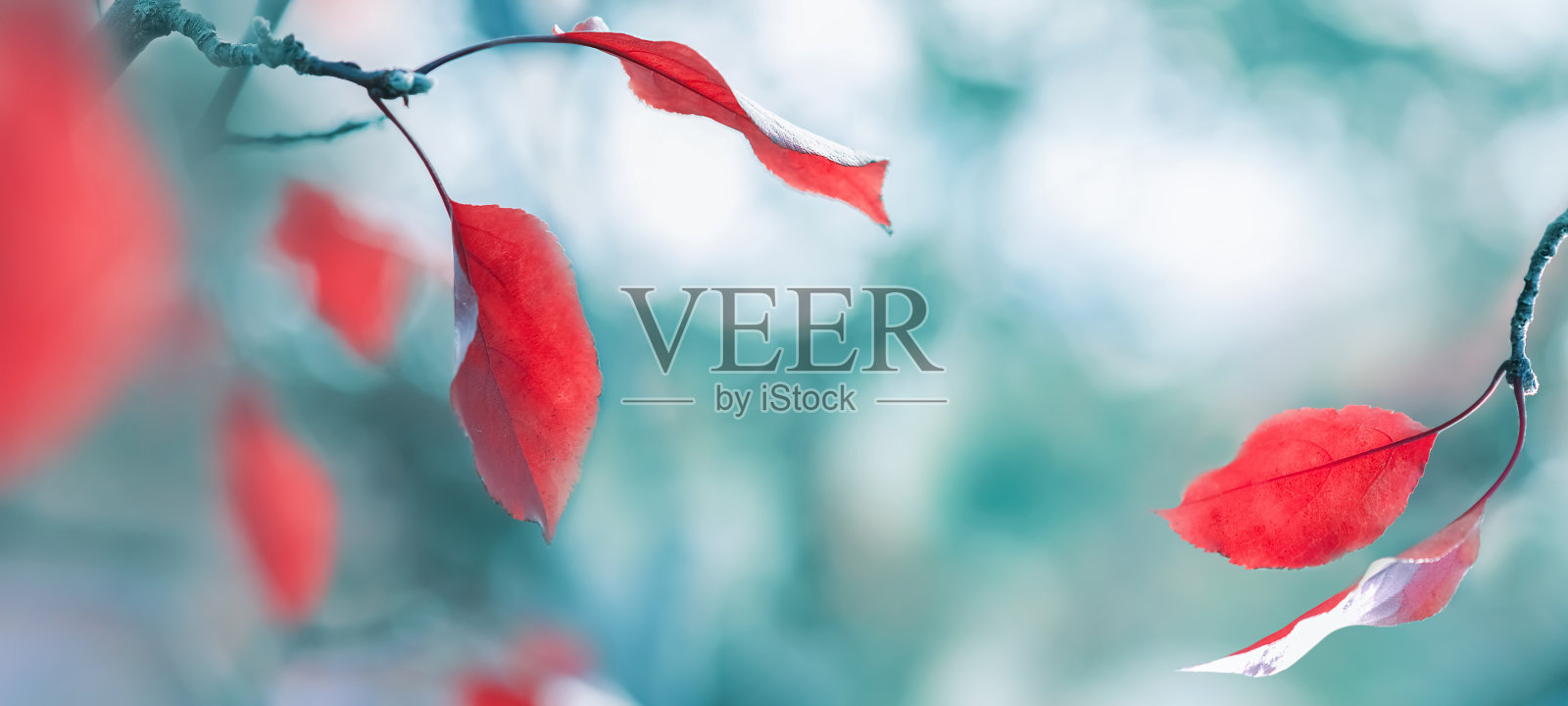 秋高气爽，夏日自然背景。森林里的红叶。秋天的神奇本质。横幅的格式。照片摄影图片