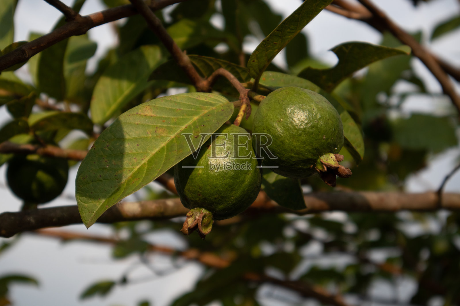 年轻的番石榴果实是在下午关闭照片摄影图片