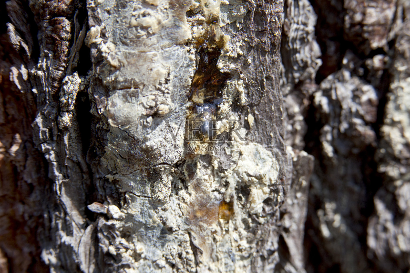 琥珀色的树液，从一棵遭受创伤的树中流出。照片摄影图片
