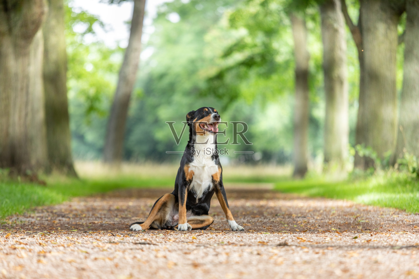 公园里有只可爱的狗照片摄影图片