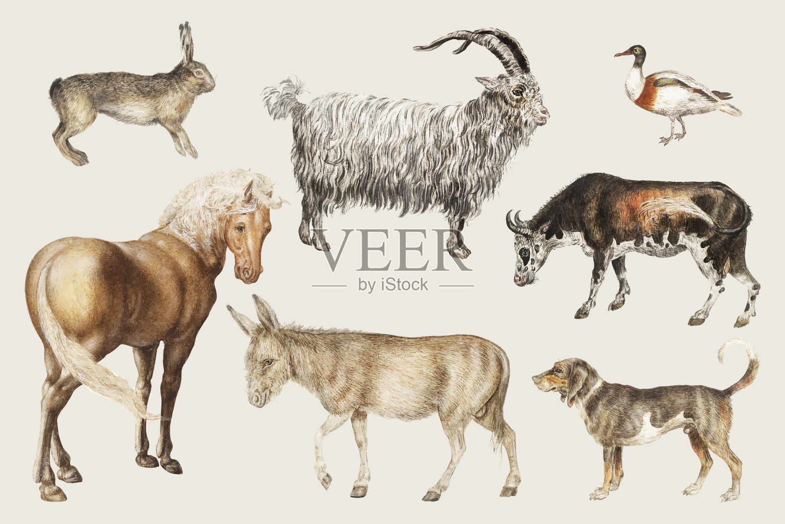 农村牲畜插画图片素材