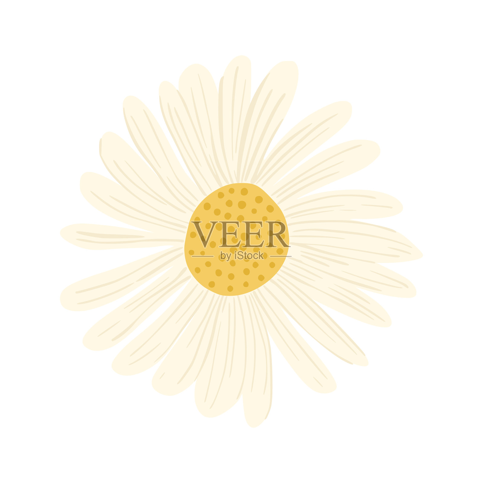 在白色背景上分离的花洋甘菊设计元素图片