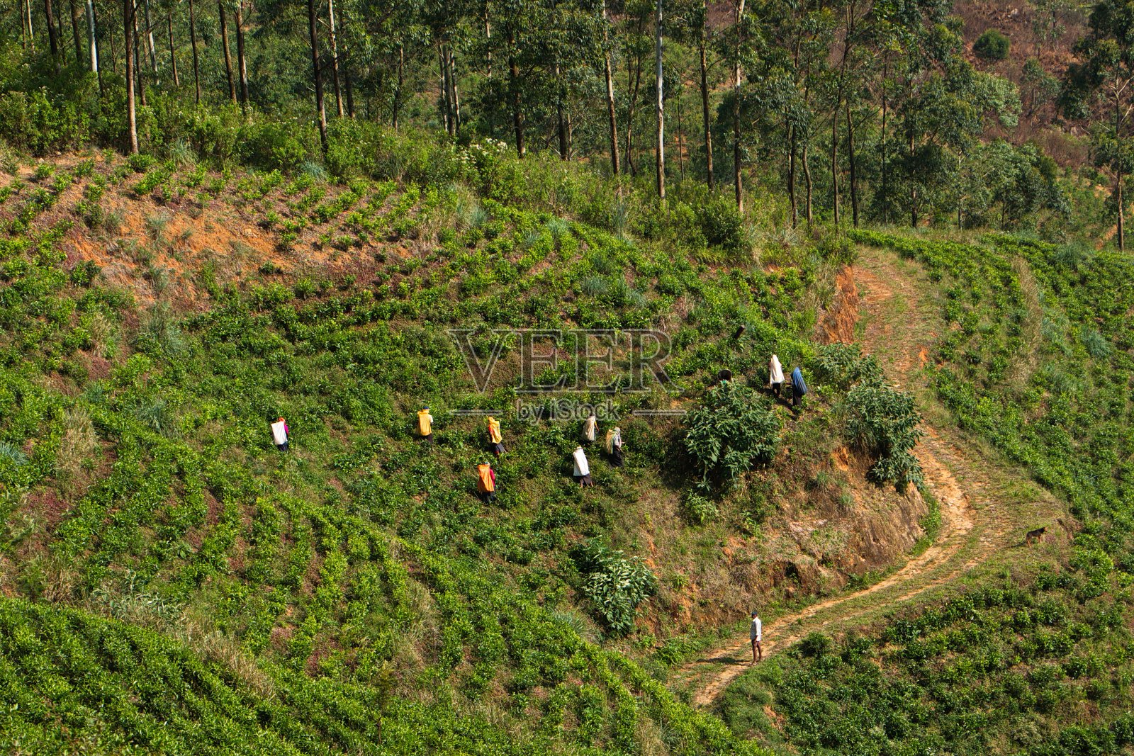 亚洲斯里兰卡的茶园照片摄影图片